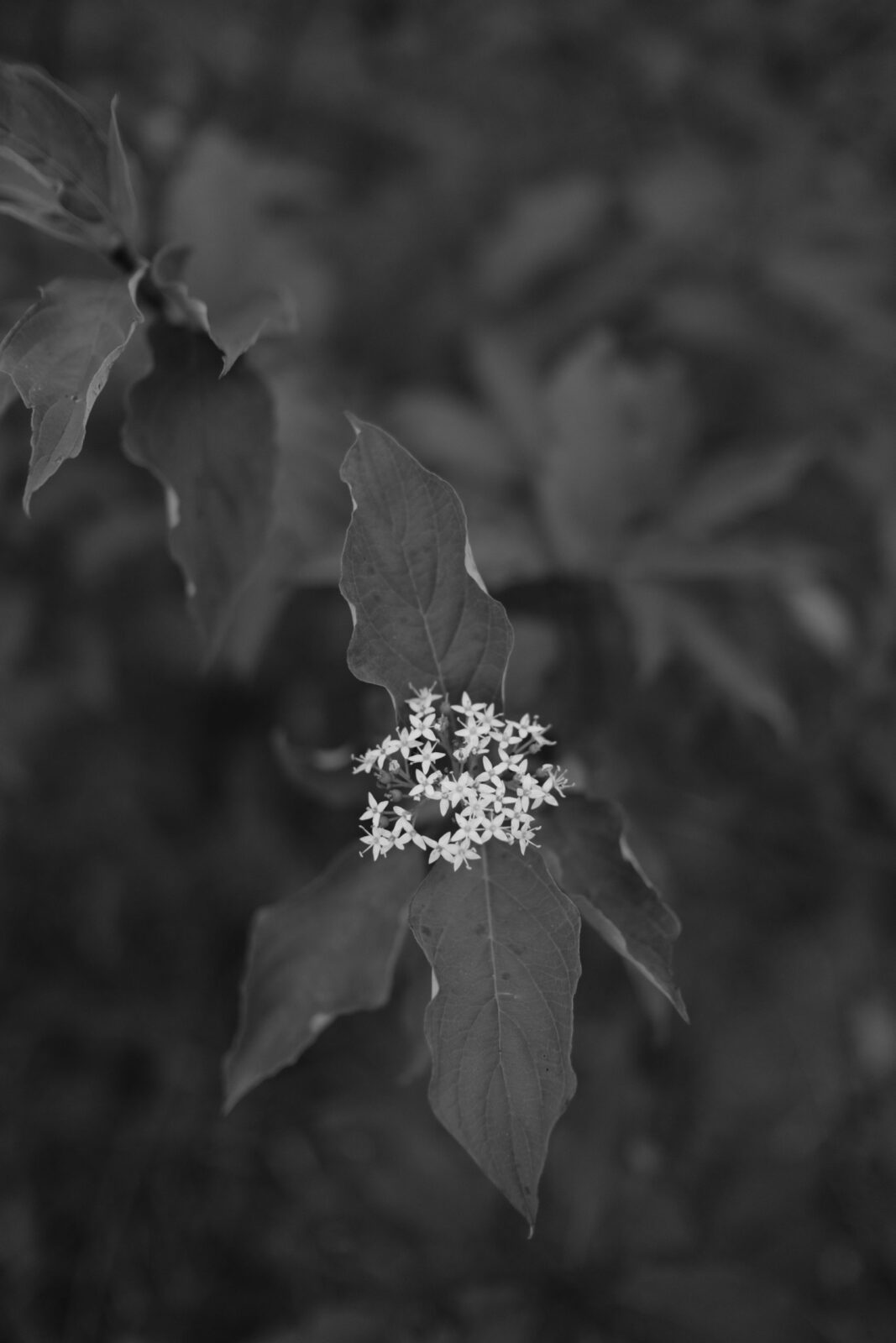 DSCF0891