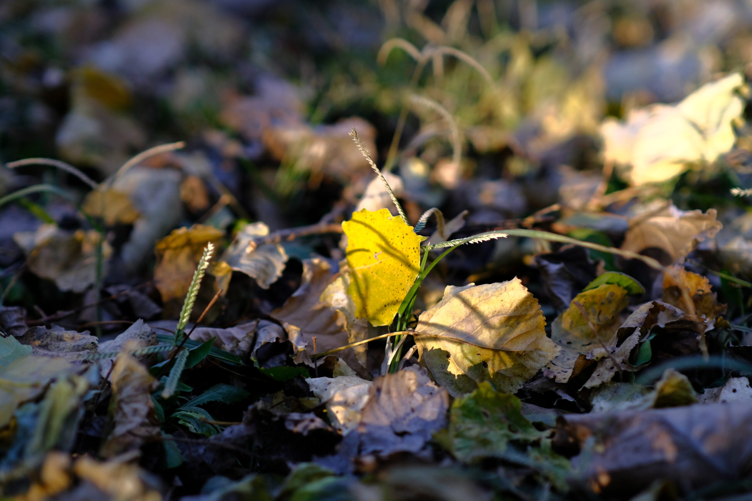 DSCF1254