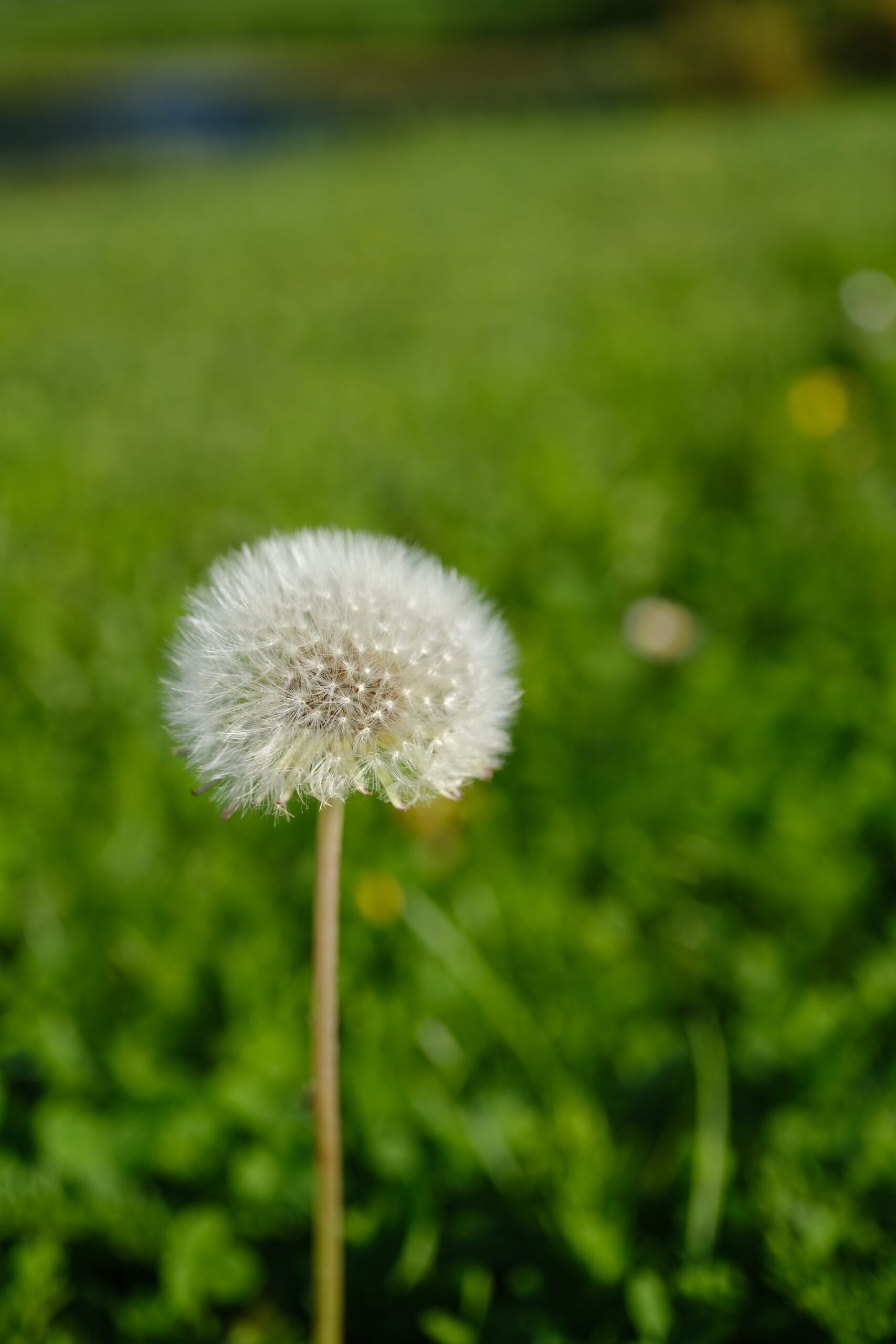 DSCF3499