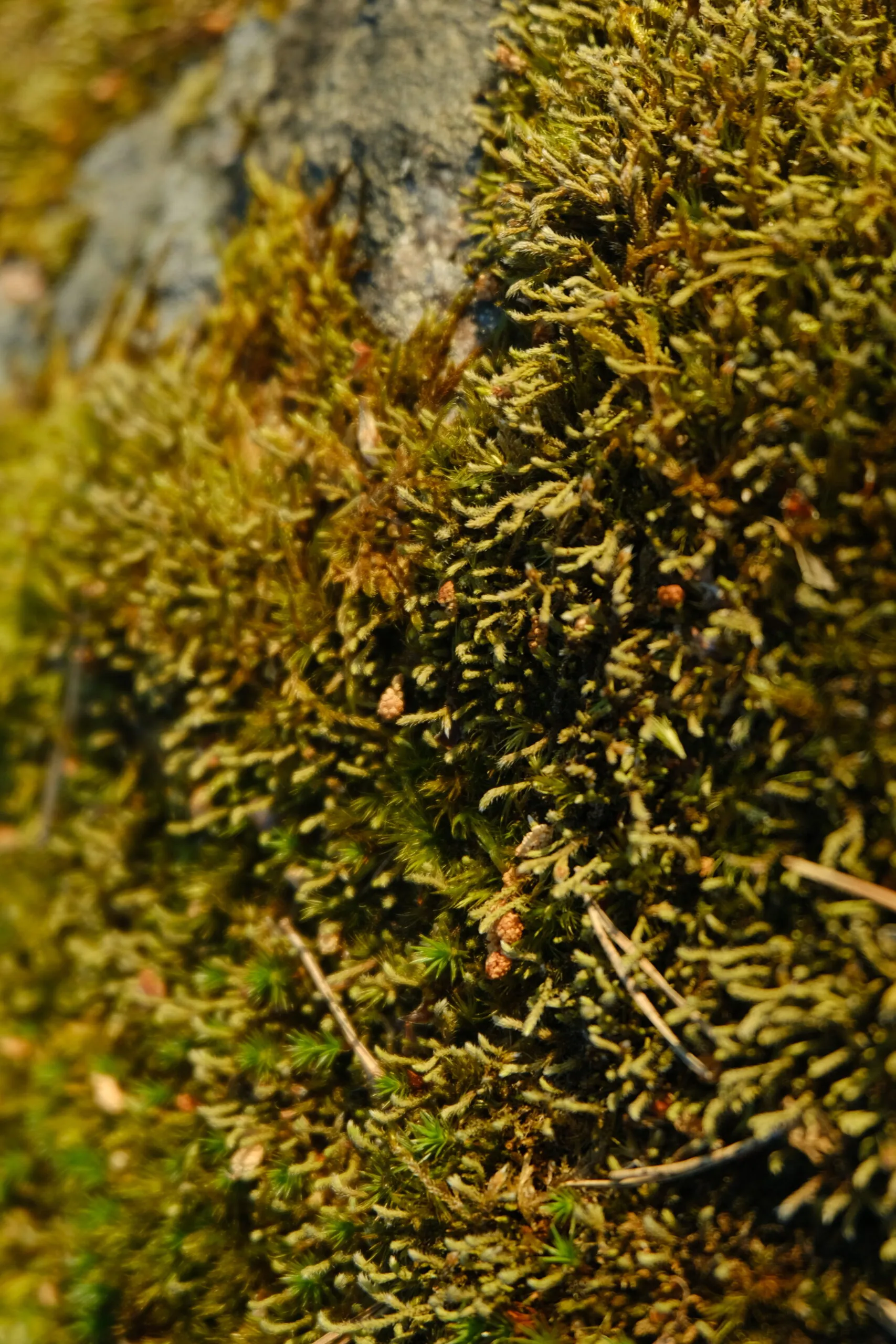DSCF9160