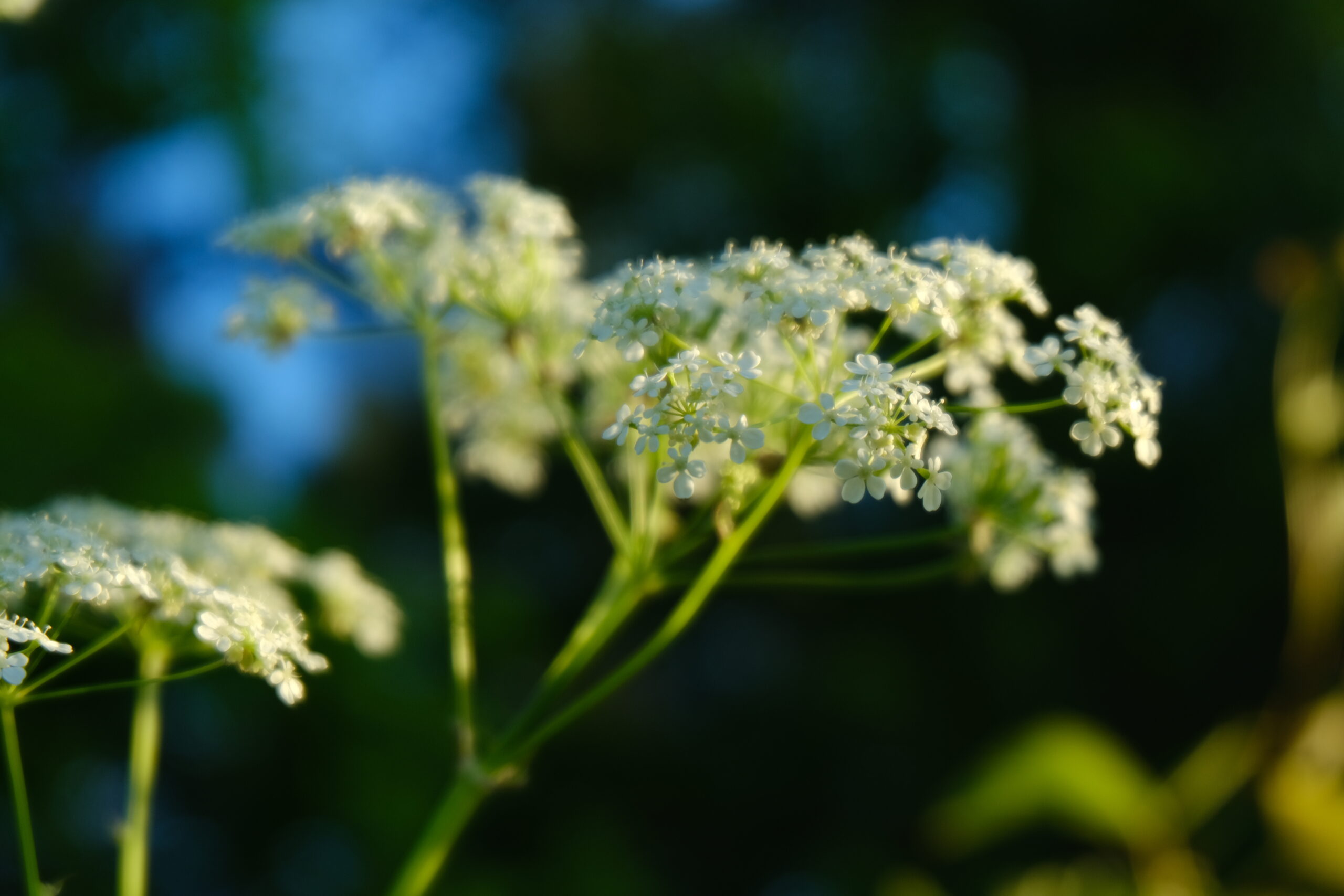 DSCF9176