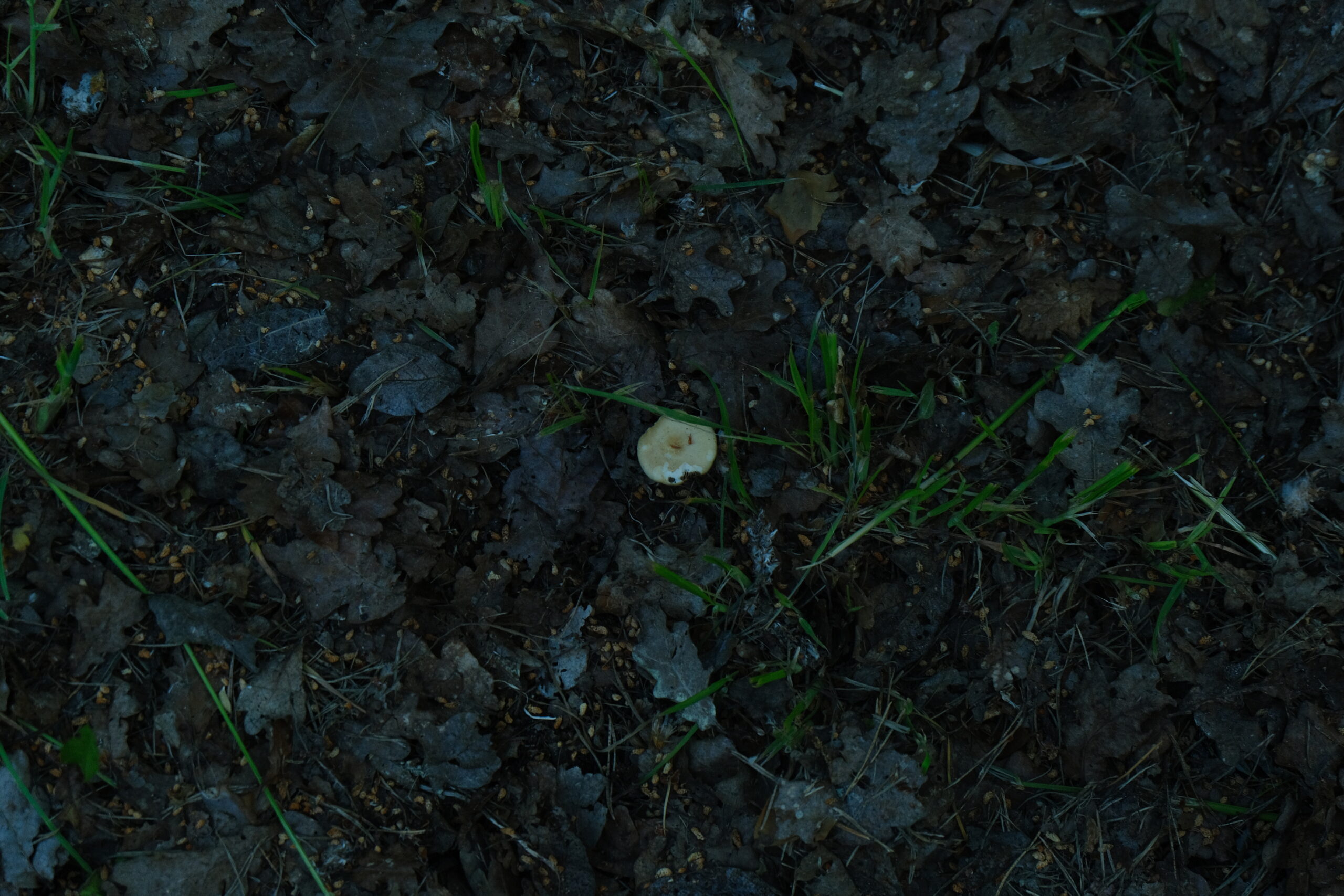 DSCF9216