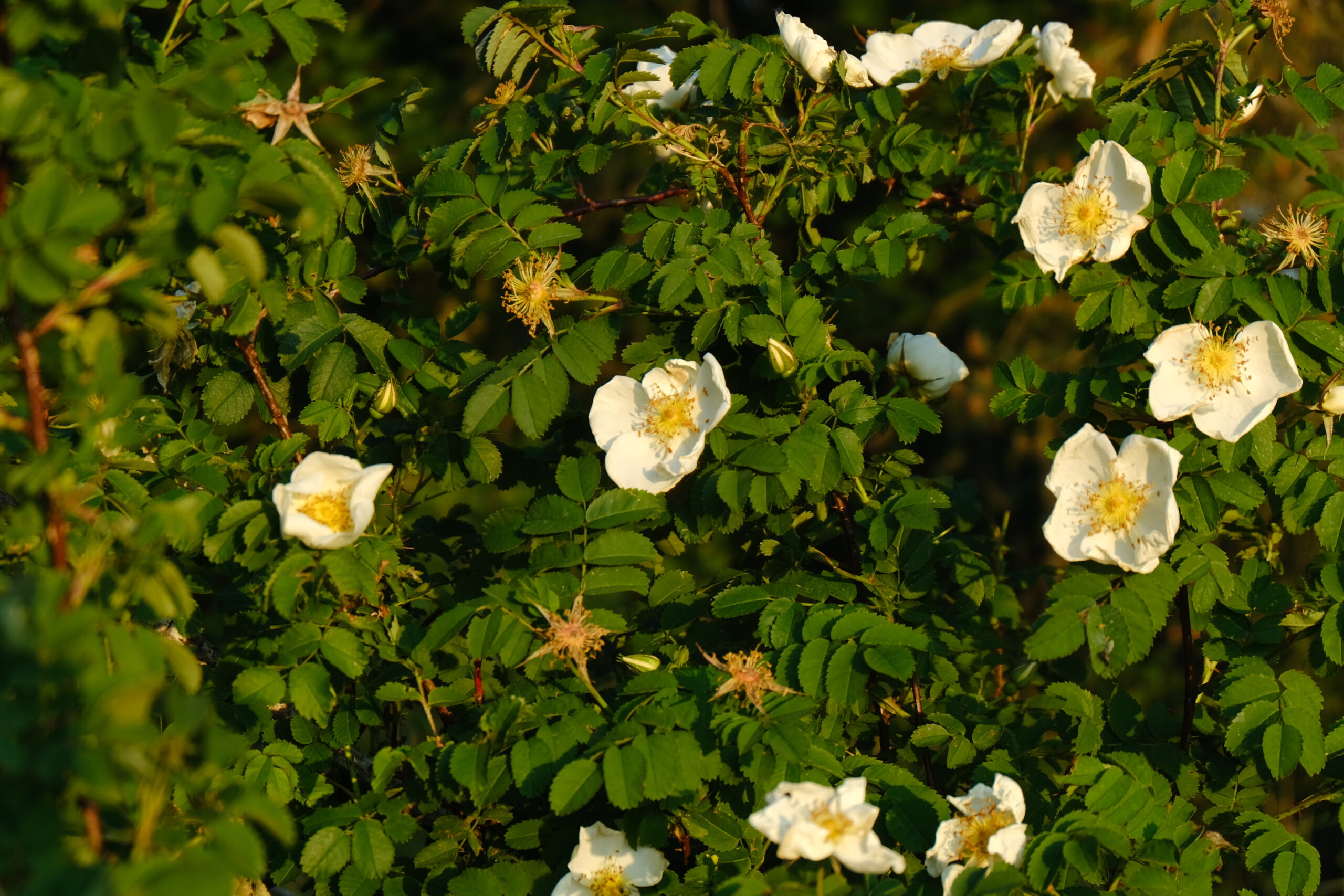DSCF9307